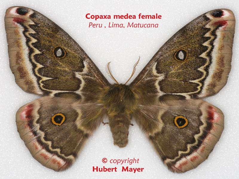 SATURNIIDAE World Homepage für den Saturniidenfreund